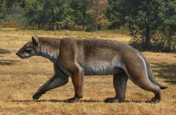 کشف فسیل سگ، خرس غول پیکر 12 میلیون ساله!