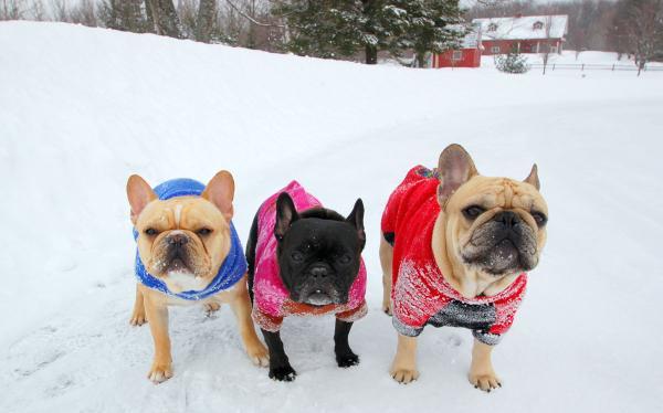 زمستان را برای سگ ها گرم کنید