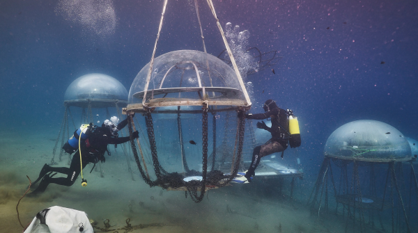 عکس هایی از پروژۀ خیال انگیز باغ زیردریایی