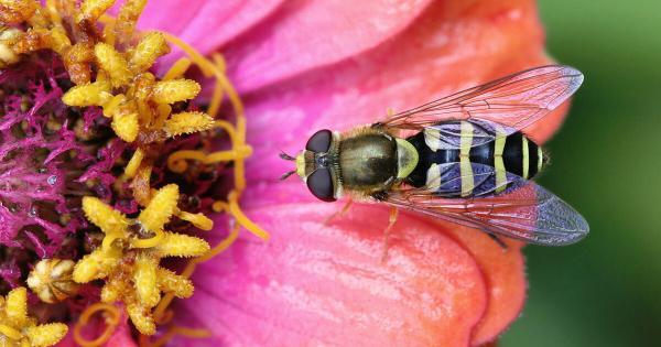 واکنش عجیب گل های وحشی به آخرالزمان حشرات