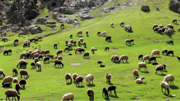 سرمایه گذاری در صنعت دامداری کانادا