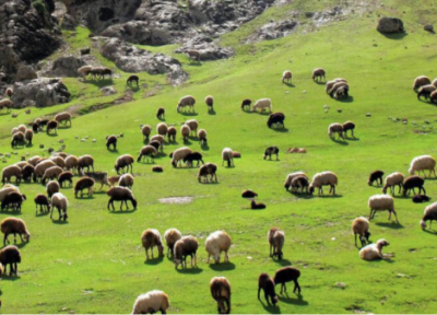 سرمایه گذاری در صنعت دامداری کانادا